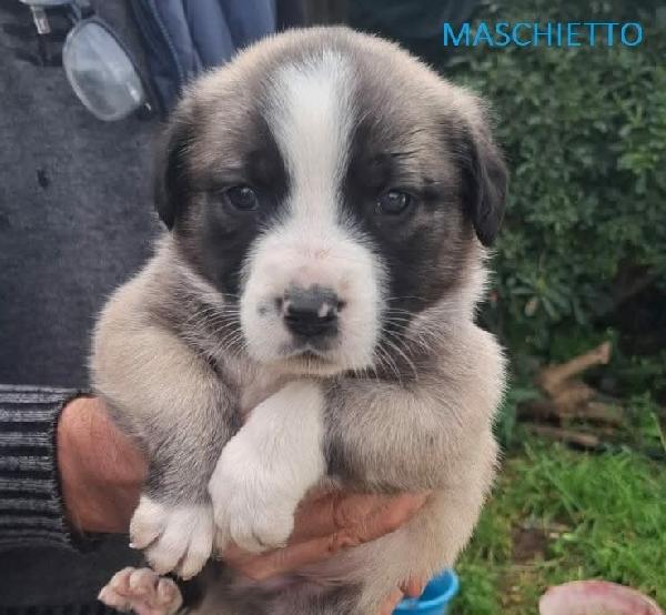 8 STUPENDI CUCCIOLI Foto 3